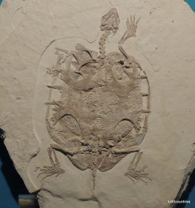 Fossilienfund bei Solnhofen - Schildkröte