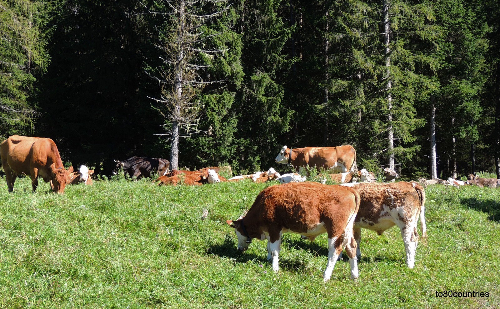 Vieh auf der Ehrwalder Alm