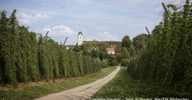 Die Hallertau – das bayerische Hopfenland