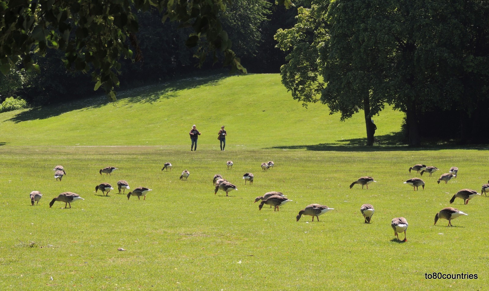 Westpark München - große Liegewiese