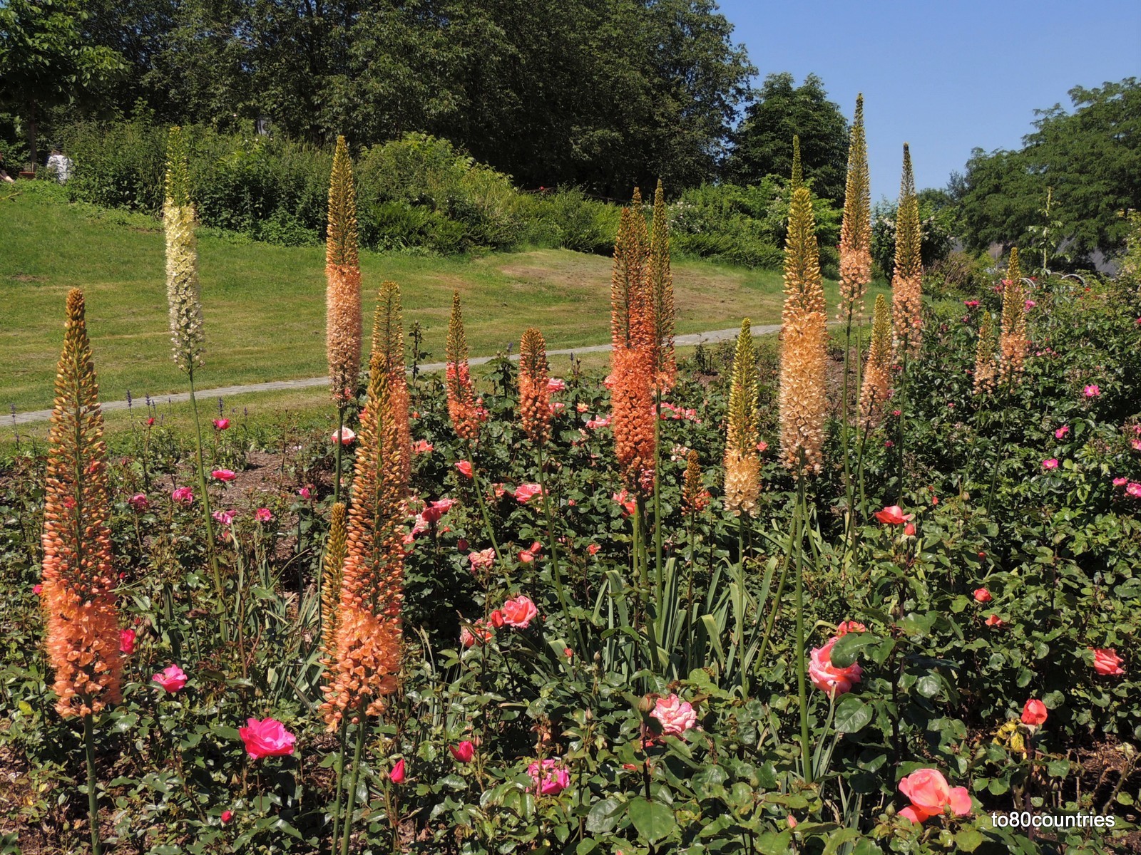 Staudengarten - Westpark München