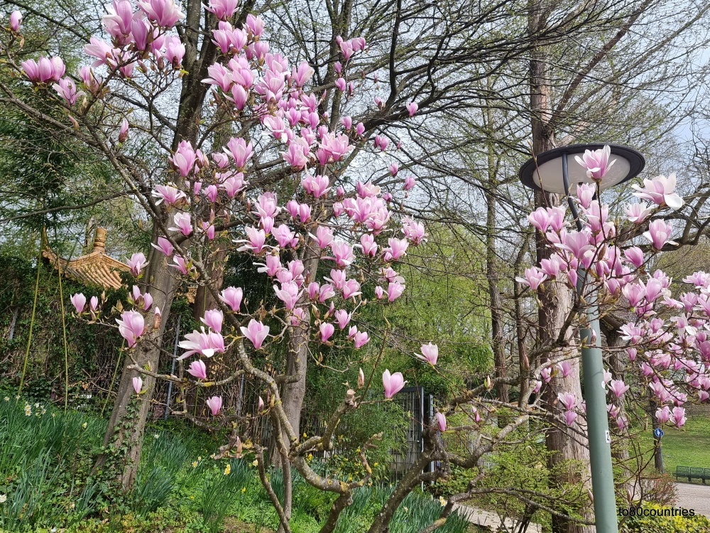 Magnolien im Westpark München