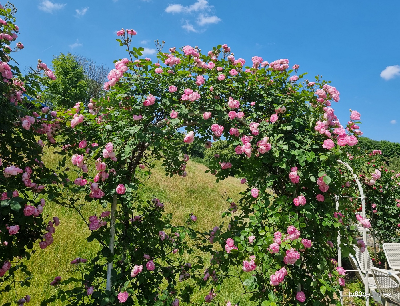 Rosengarten - Westpark München