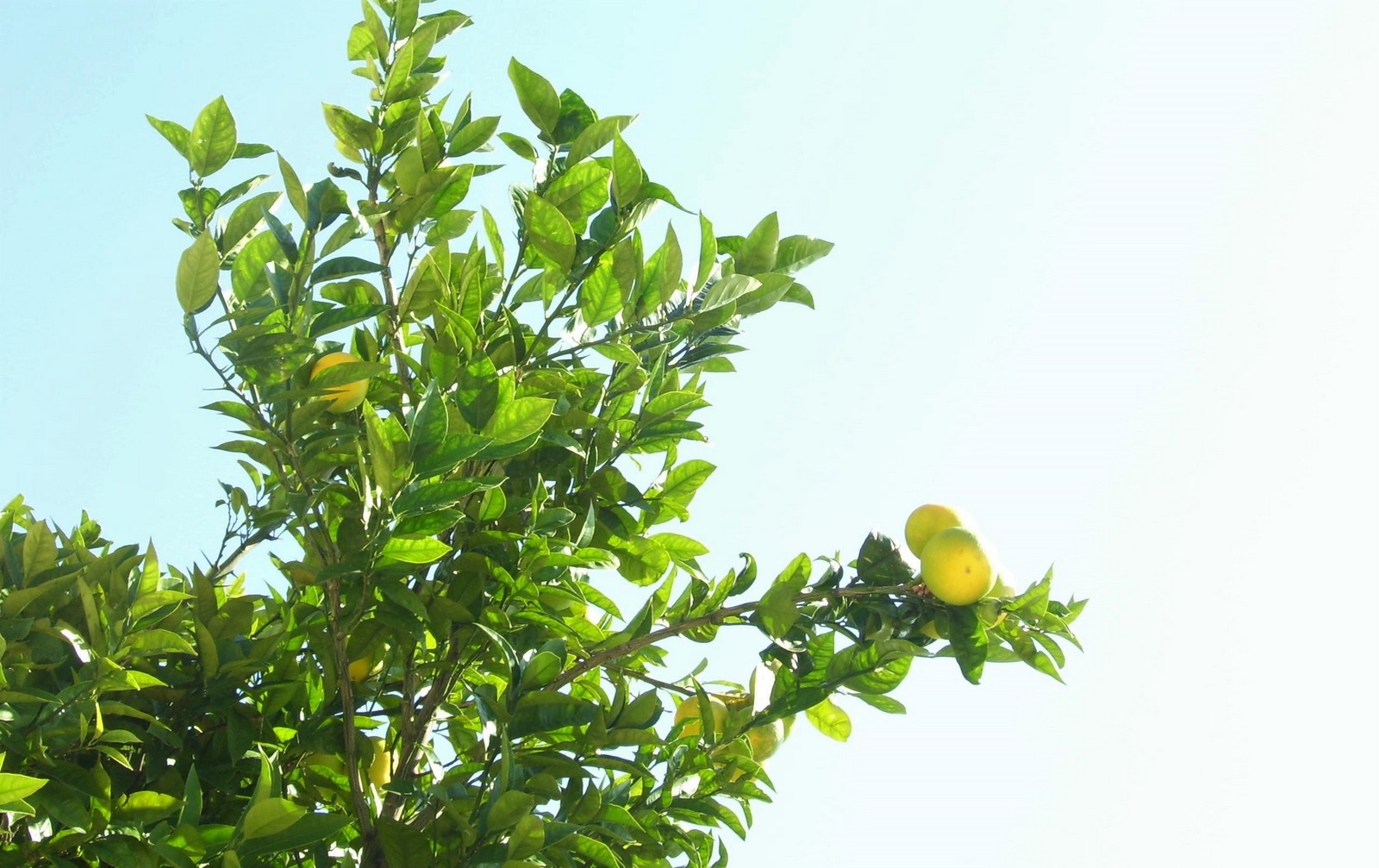 Amalfi-Zitronen