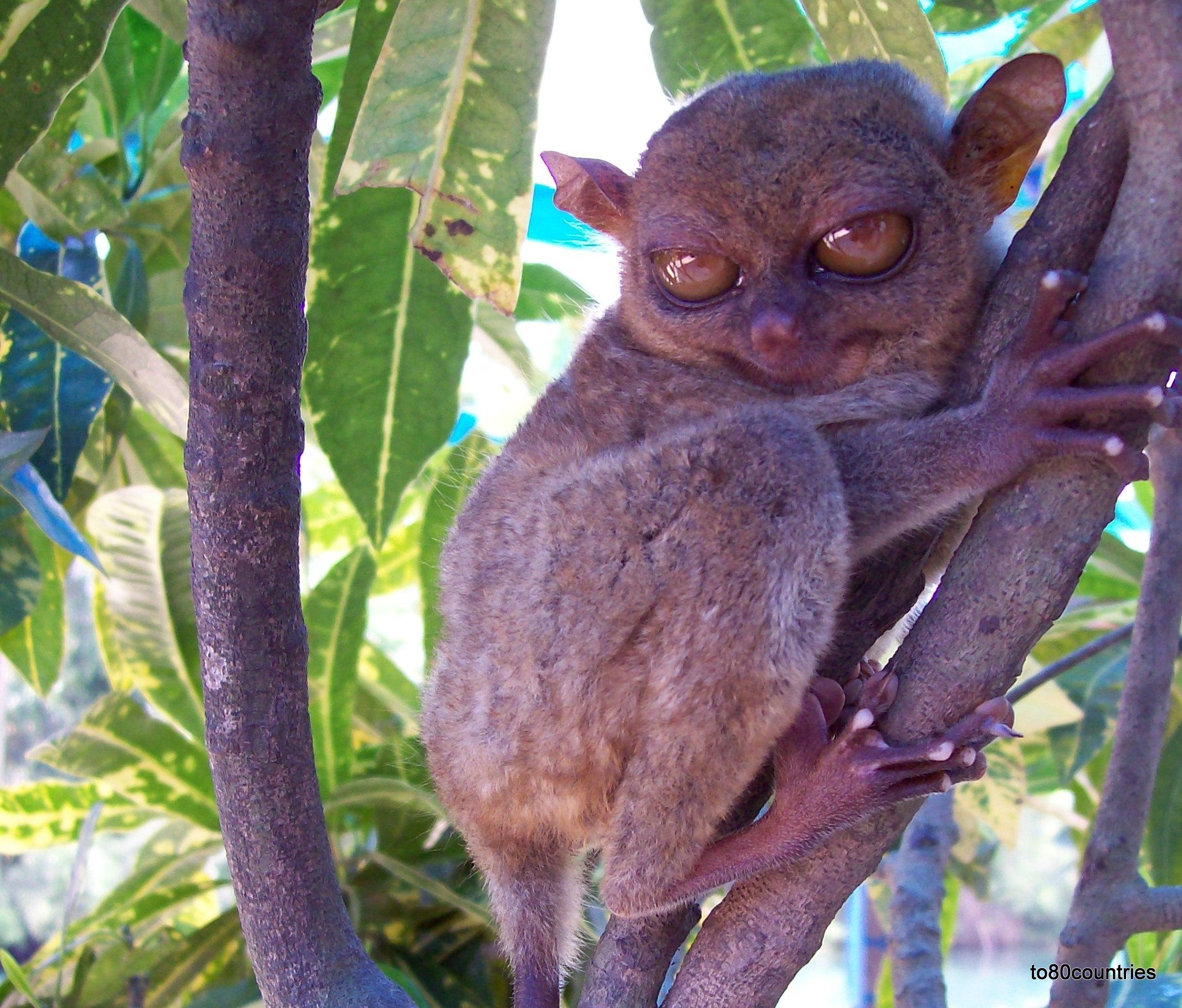 Tarsier - Koboldmaki - Bohol