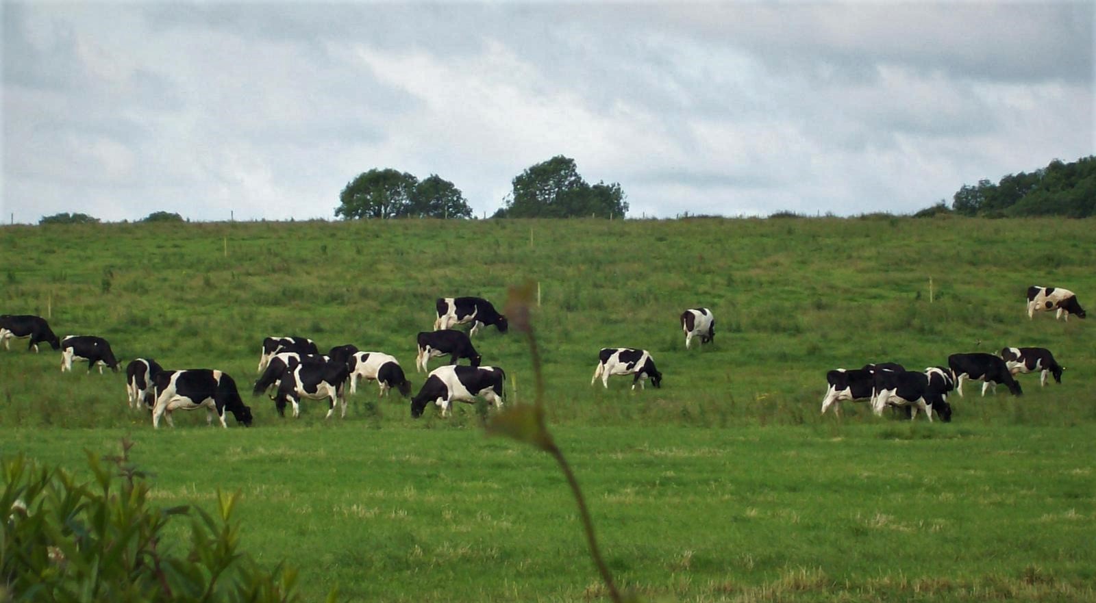 Holsteiner Kühe auf der Weide - Irland