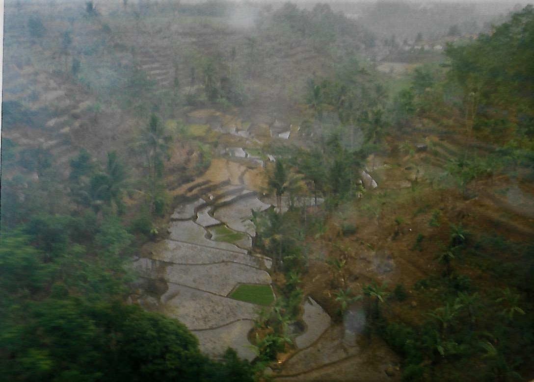 Reisterrassen auf Java