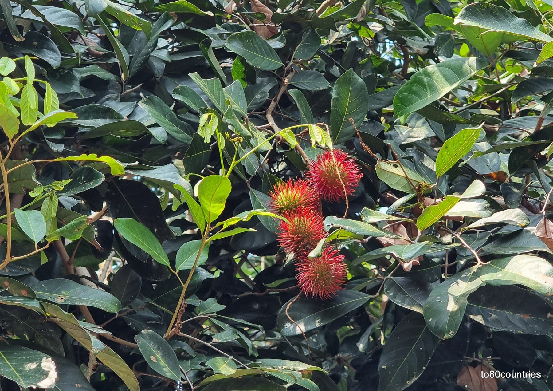 Rambutan in einem Garten bei Yogya