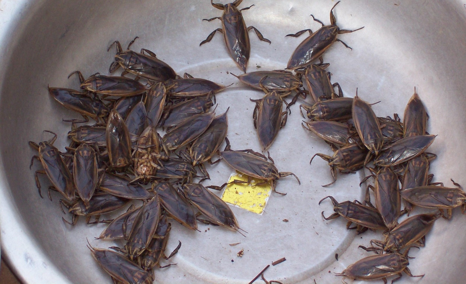 Käfer auf dem Markt von Pakse - Laos