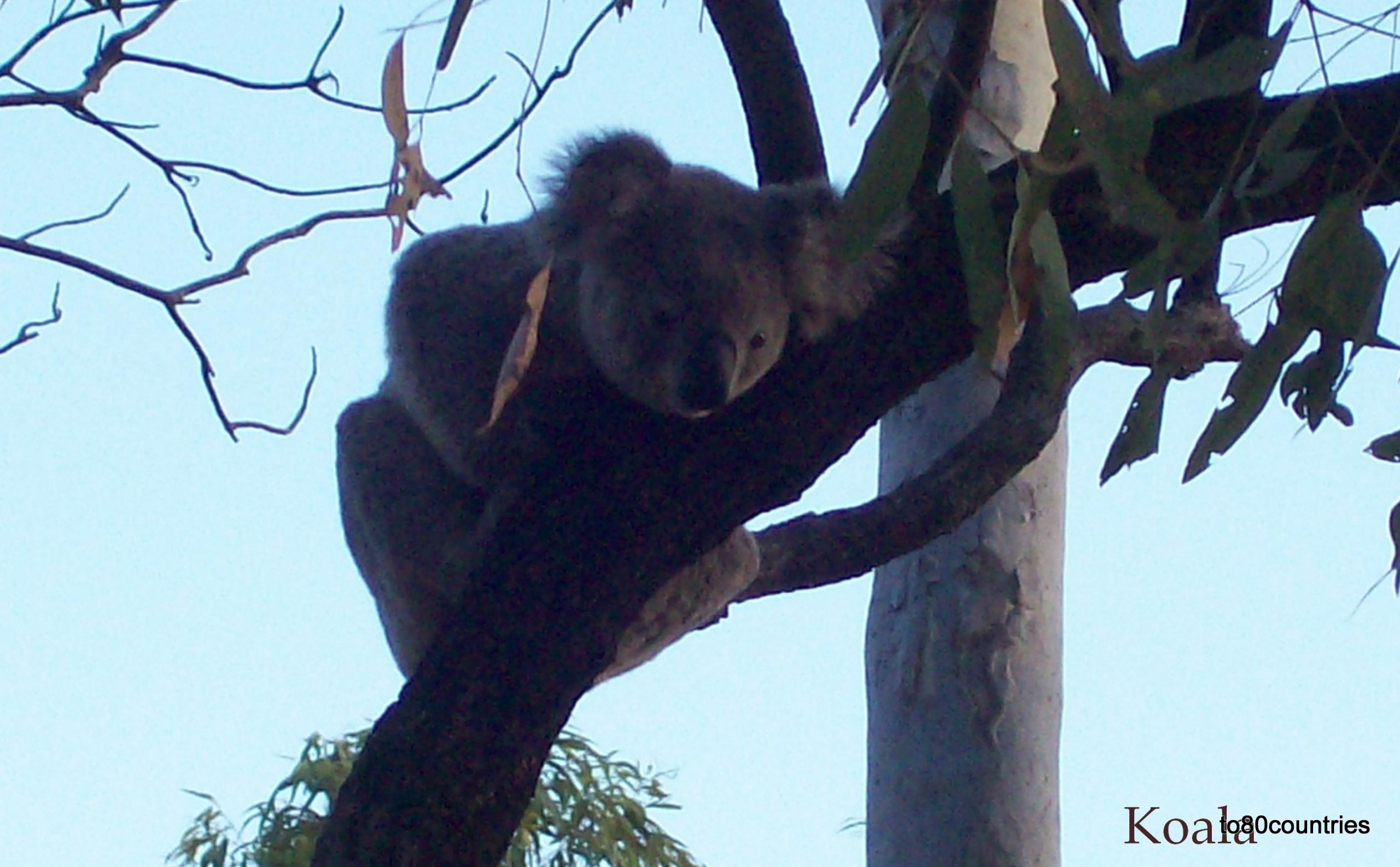 Koala auf Magnetic Island - Queensland