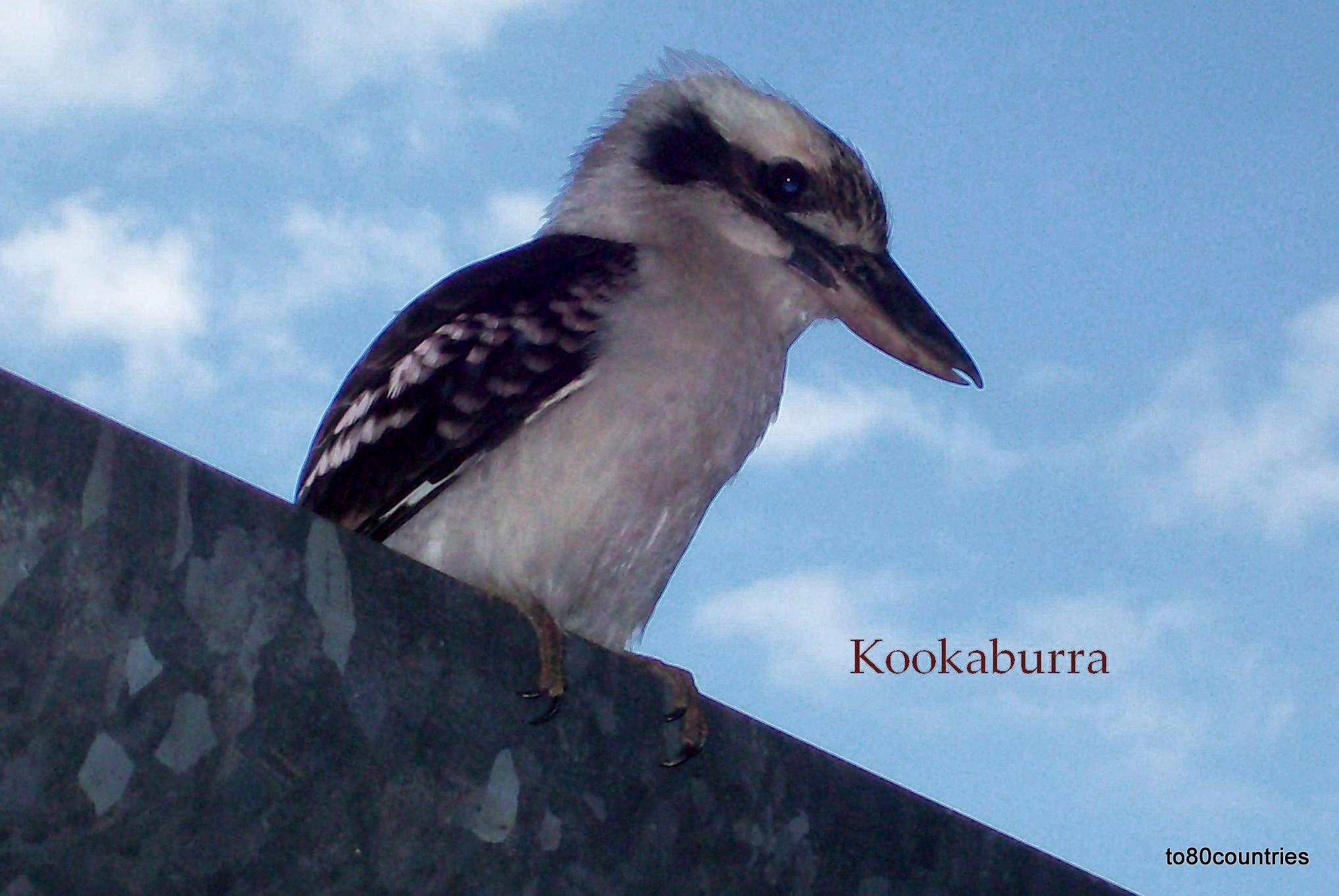 Kookaburra - Der lachende Hans