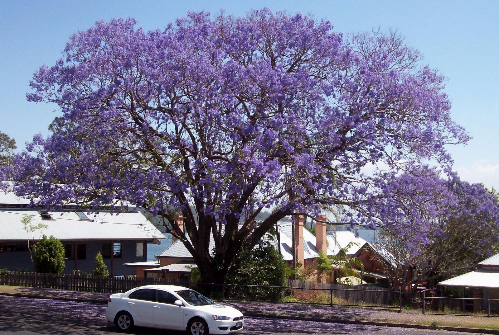 Jacaranda Baum in New South Wales