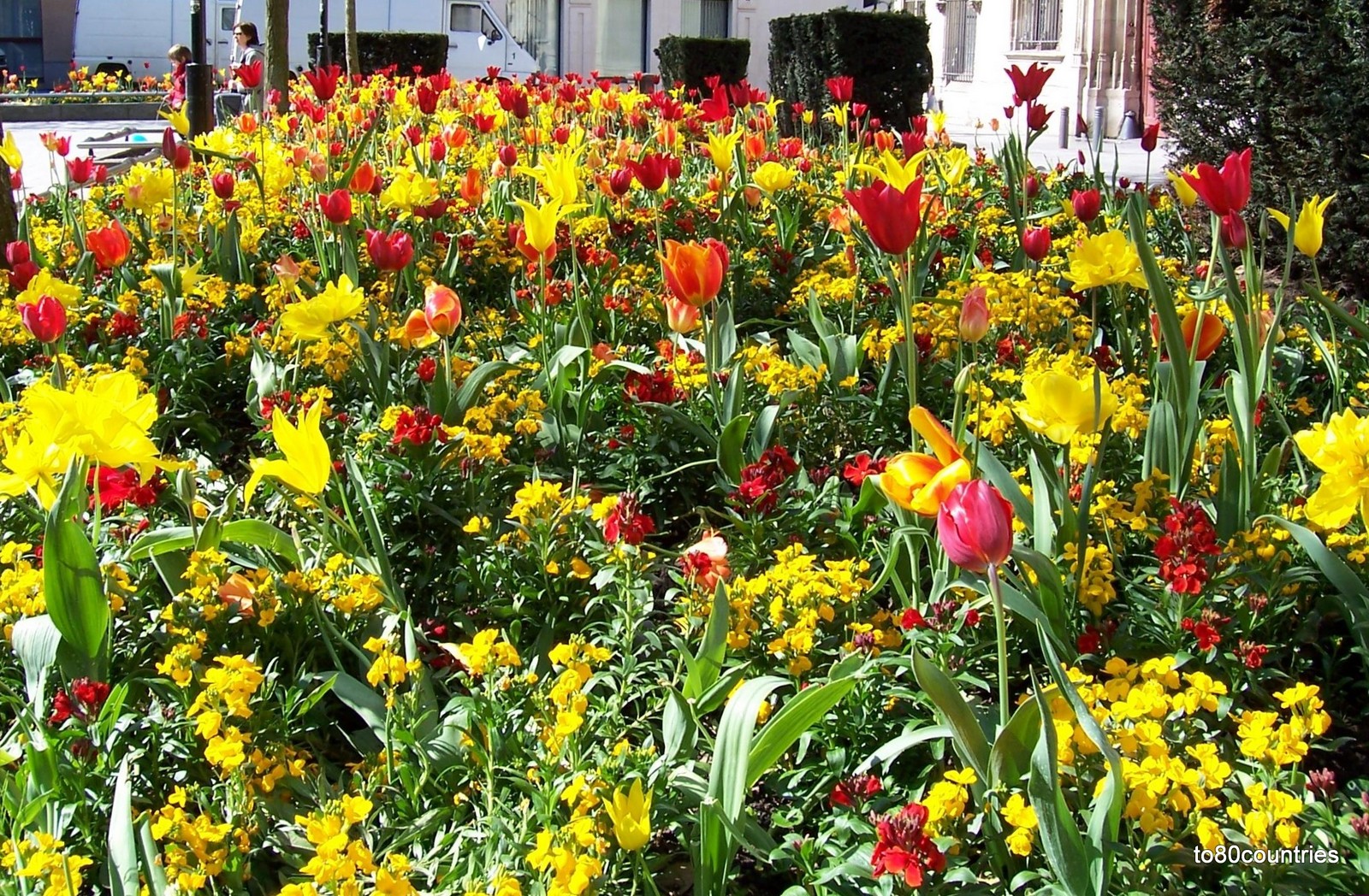 Tulpenpracht in Rouen