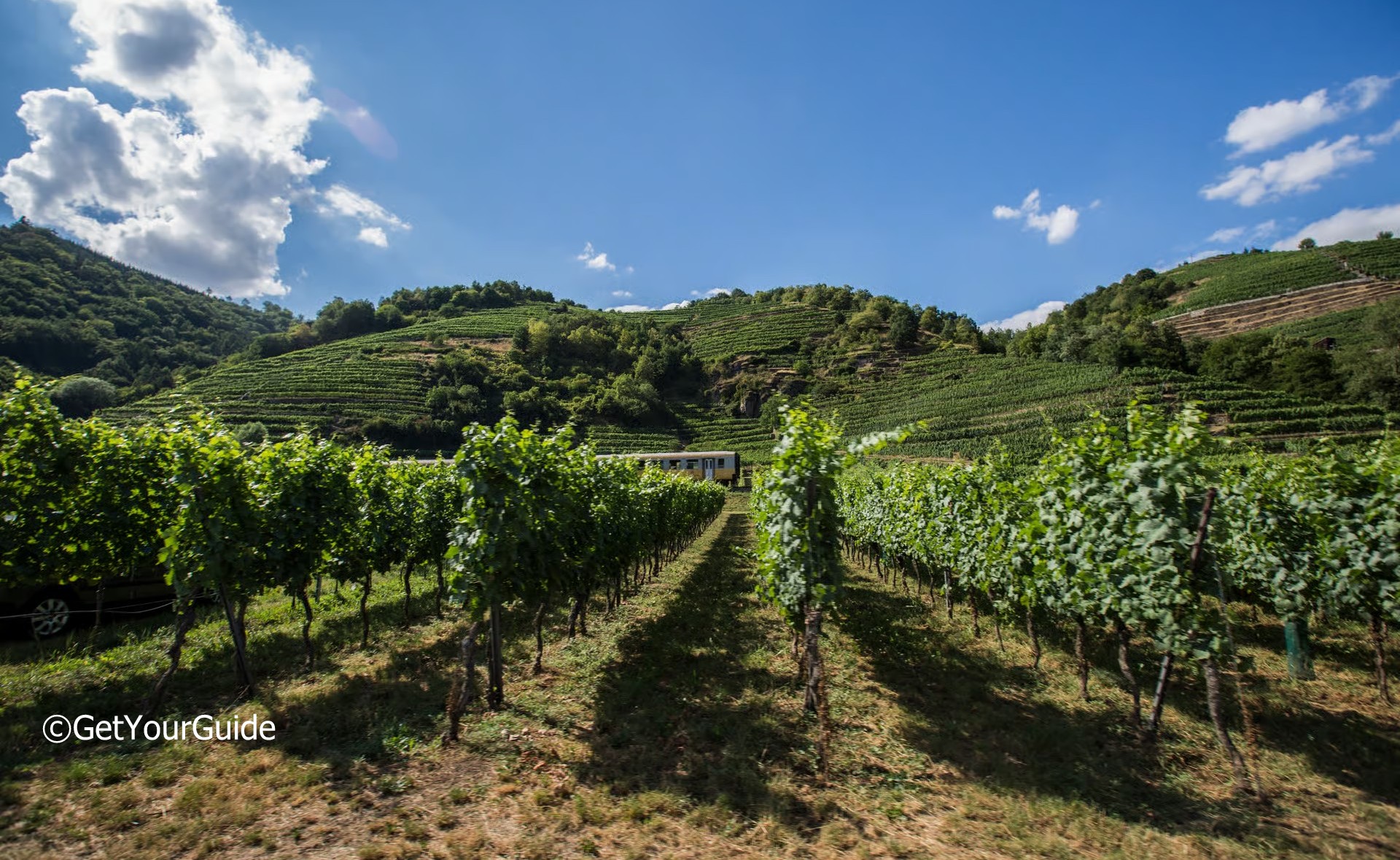 Weinberg in der Wachau