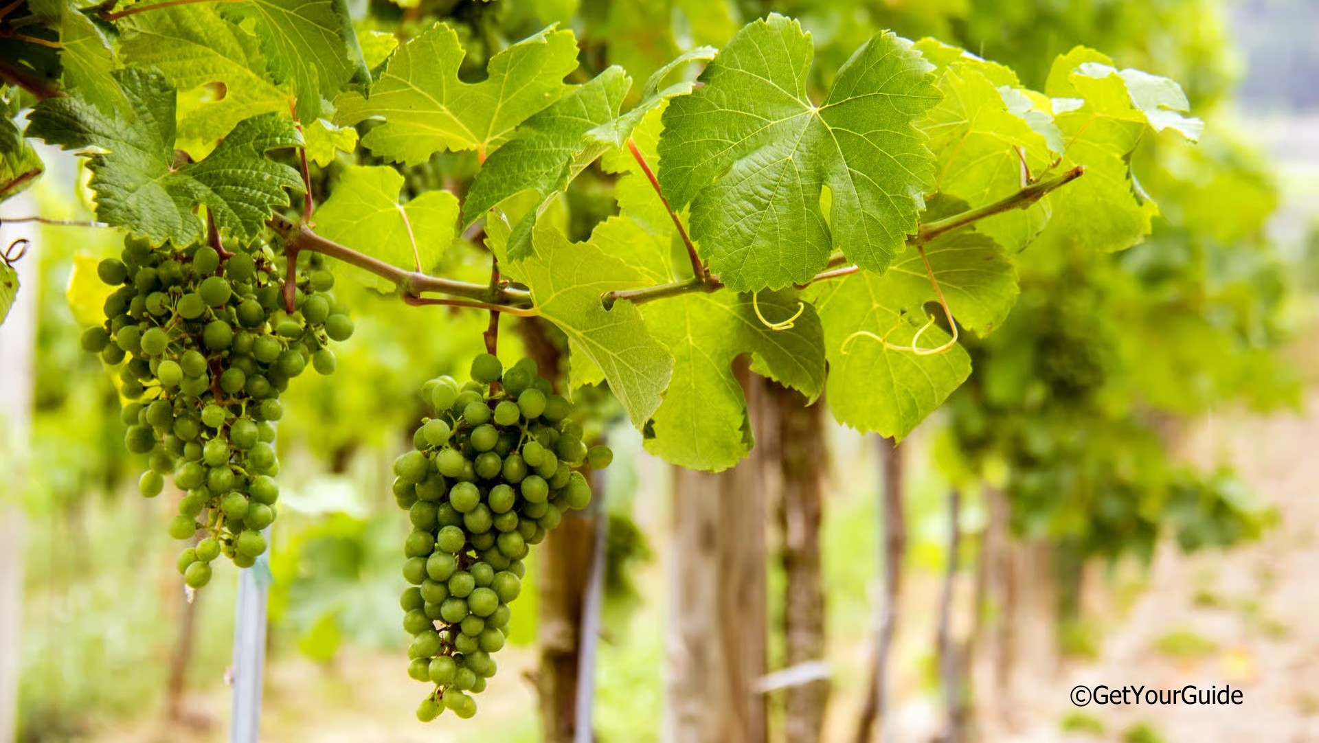 Weinreben in der Wachau