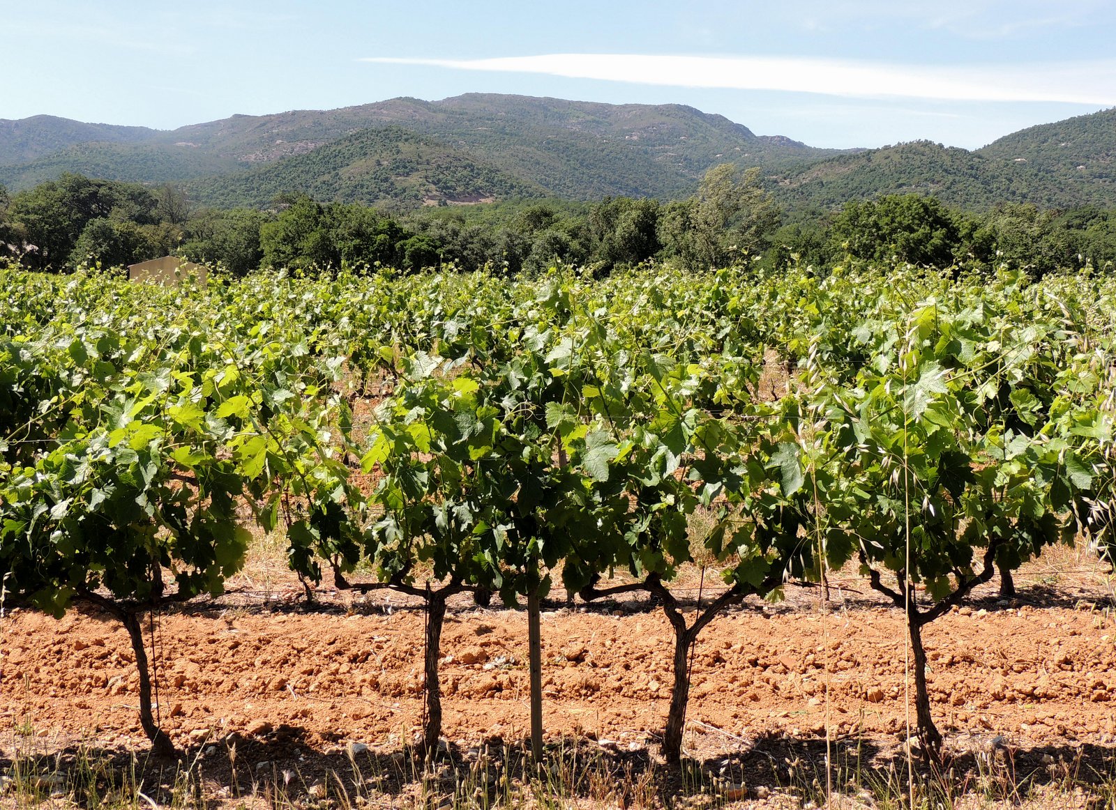 Weinbaugebiet Côte de Provence