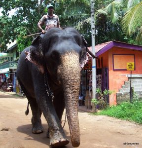 Elefanten-Waisenhaus von Pinnawela - Ceylon
