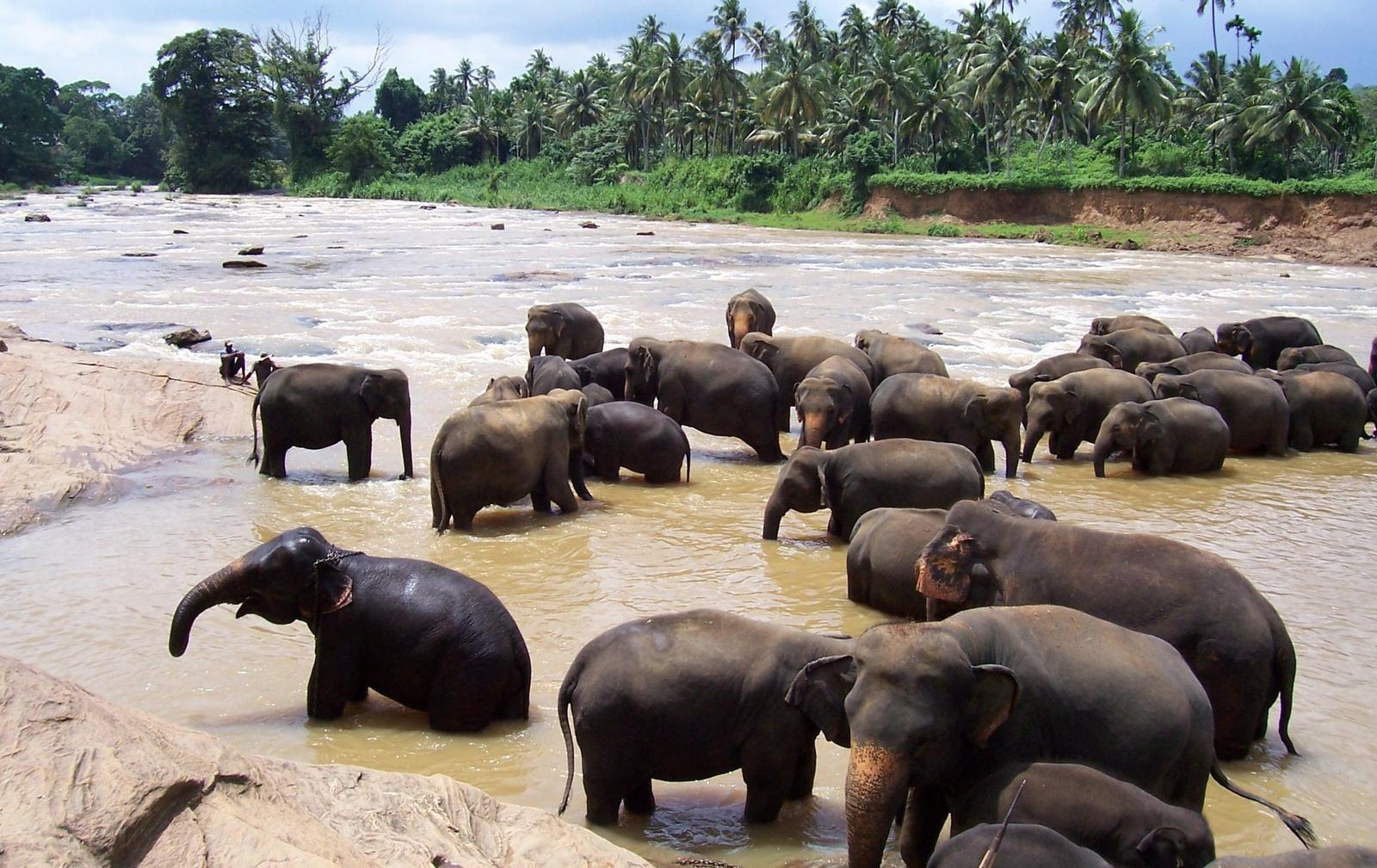Elephanten in Ceylon - Asien