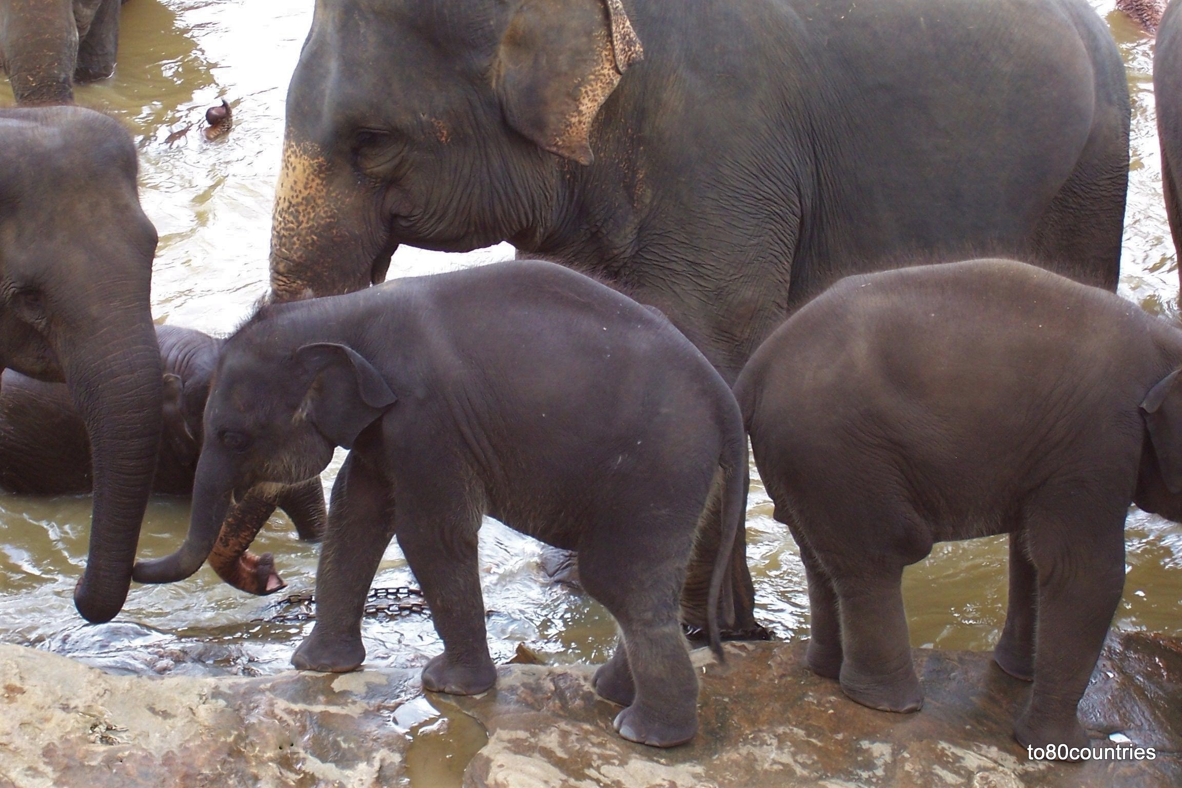 Elefanten-Waisenhaus von Pinnawela