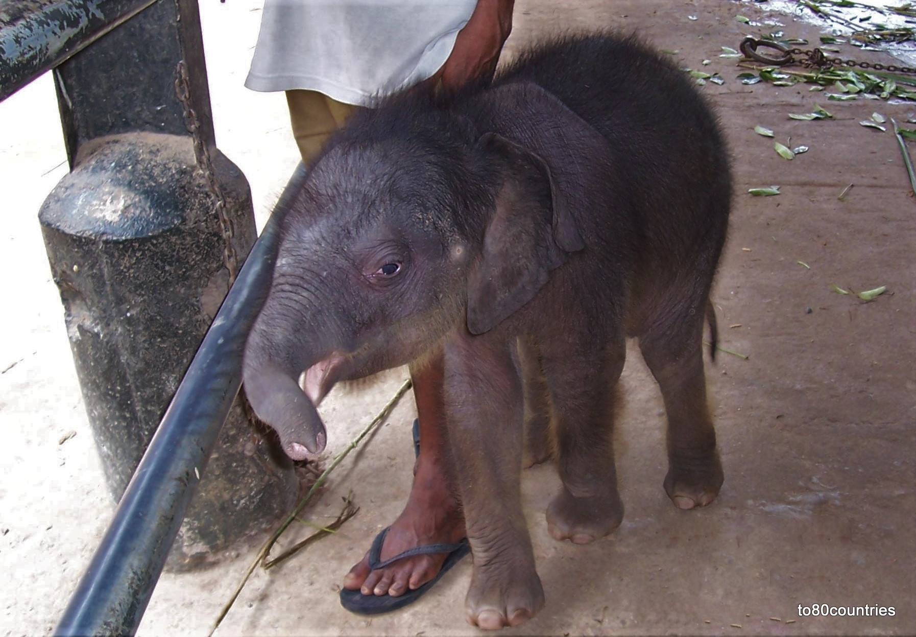 Elefanten-Waisenhaus von Pinnawela