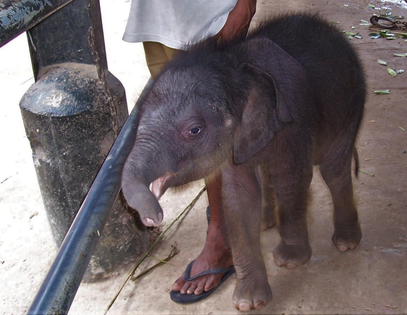 Elefanten-Waisenhaus von Pinnawela - Ceylon