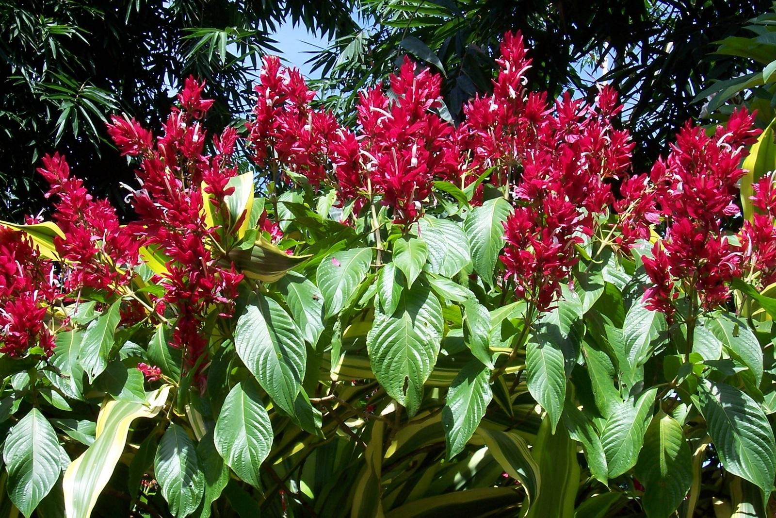 Botanischer Garten Peredeniya - Ceylon