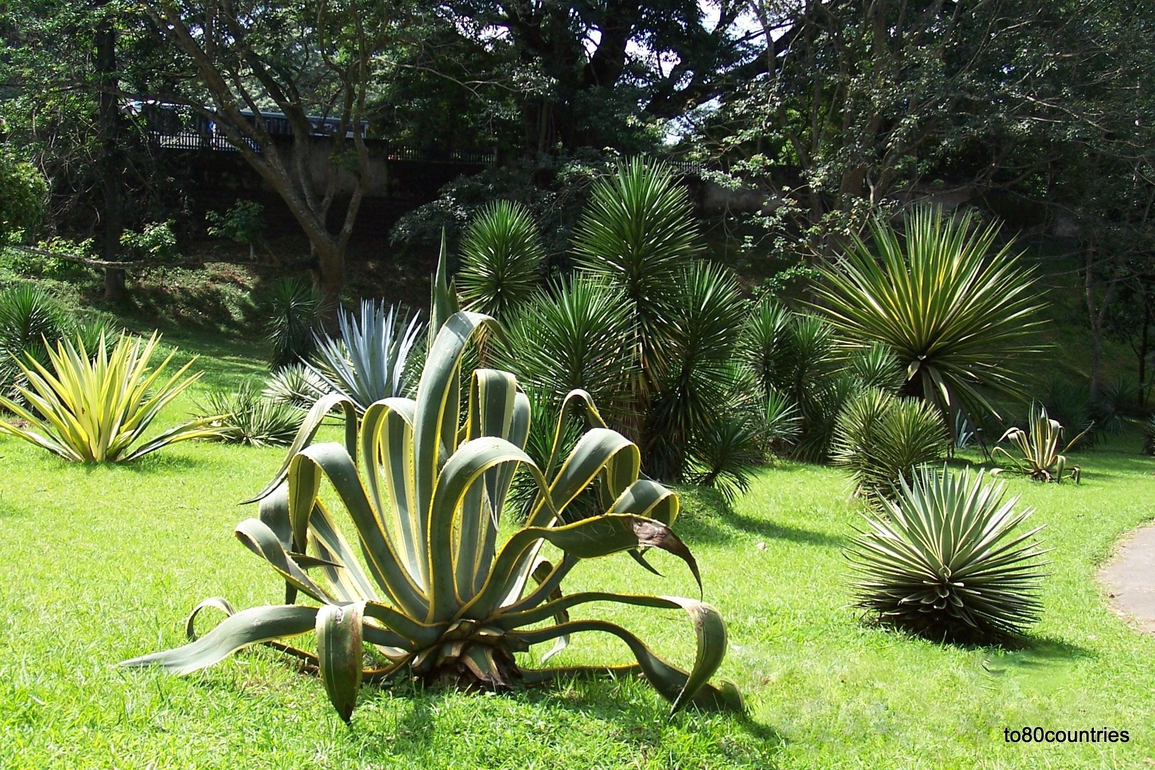 Botanischer Garten Peredeniya - Ceylon