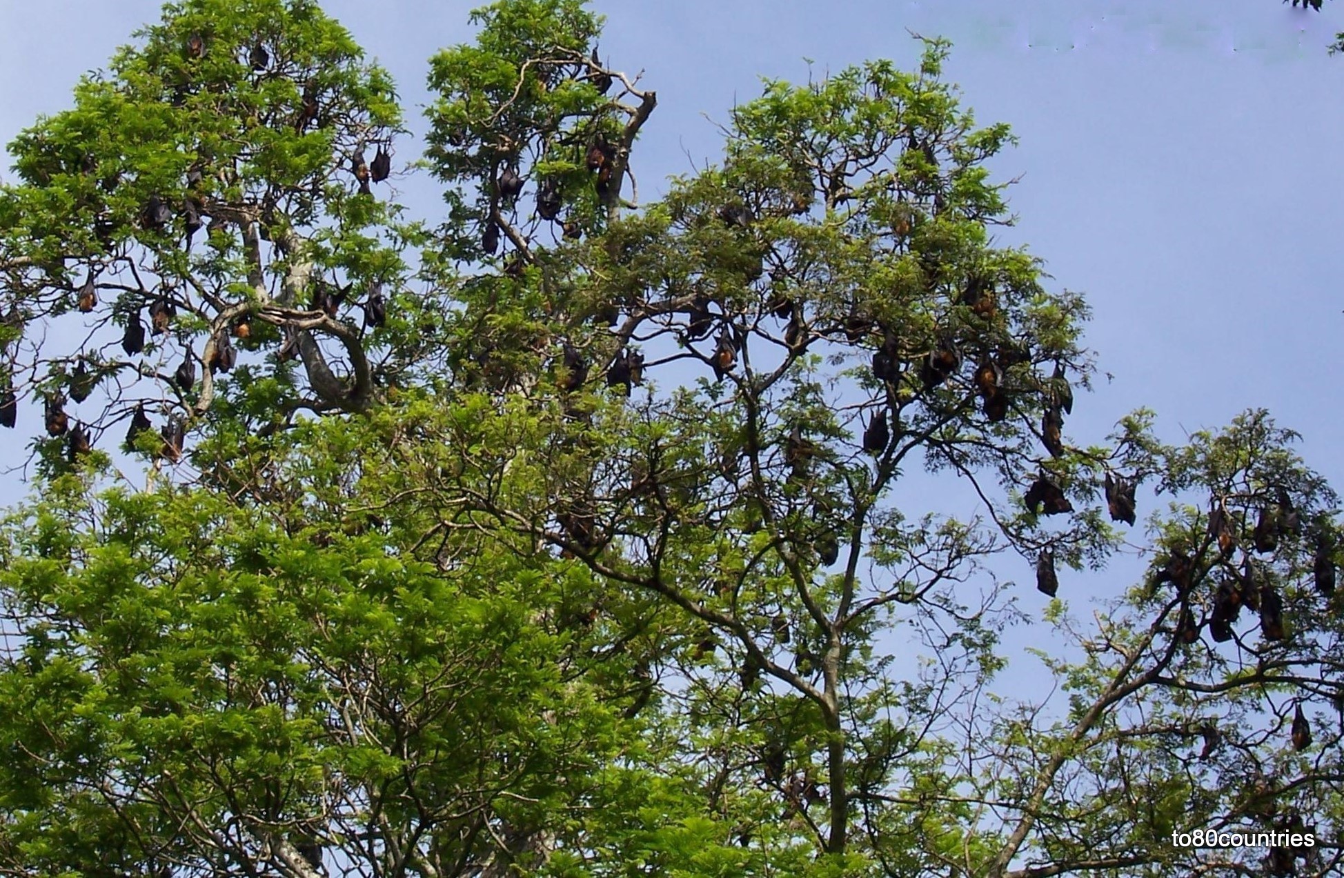 Fliegende Hunde - Ceylon