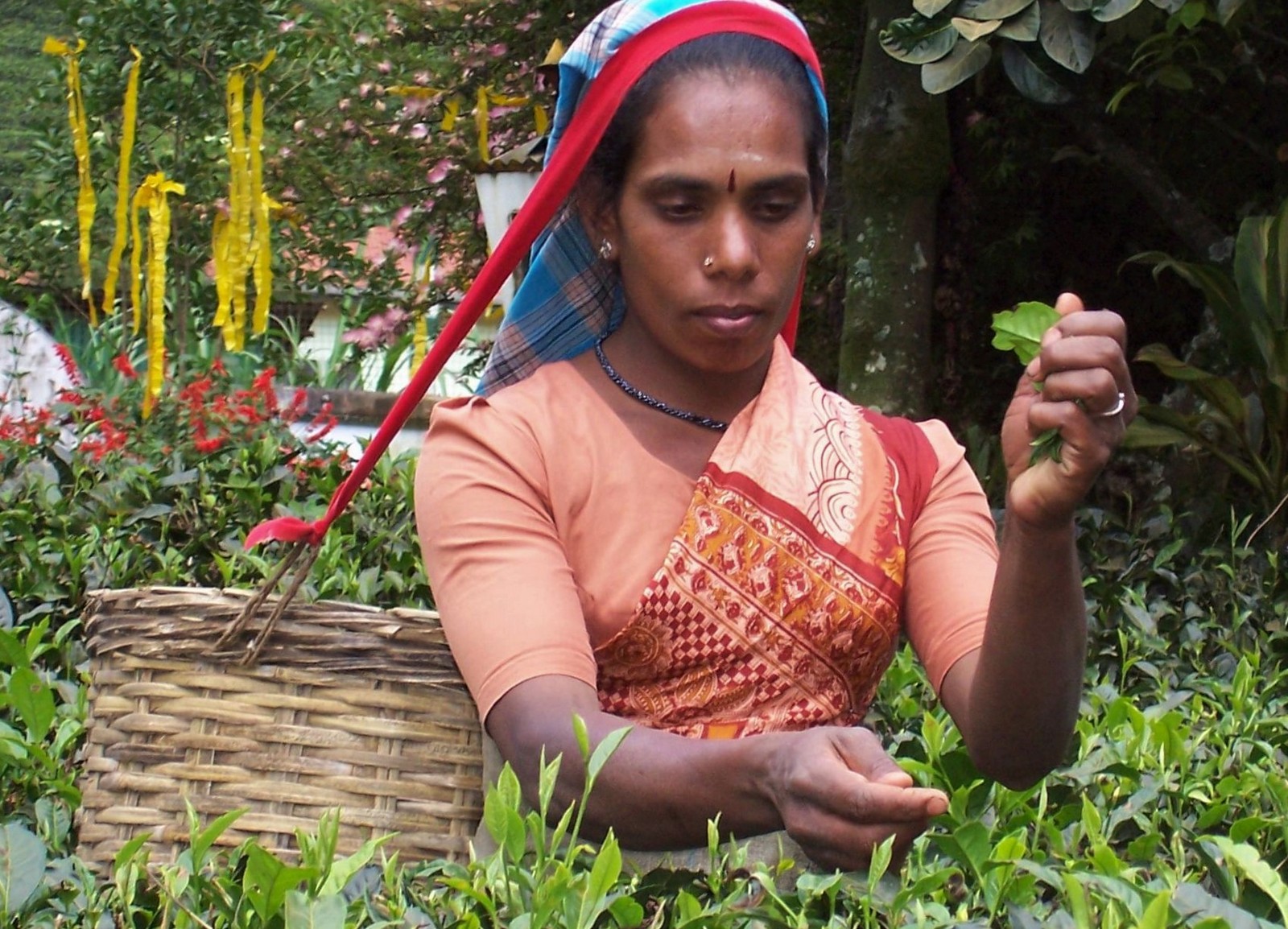 Mackwoods Tea Plantation - Ceylon