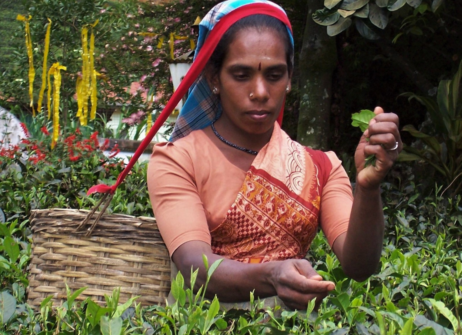 Teepflückerin in Ceylon - Asien