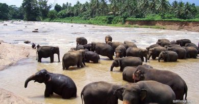 Ceylon – eine klassische Rundreise mit Chauffeur