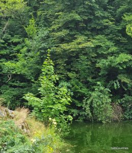 Brünner Stausee - Steilufer
