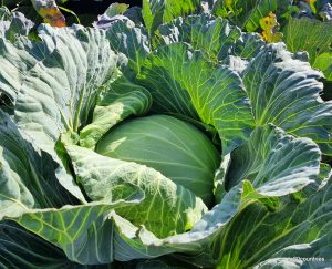 Ismaninger Kraut
