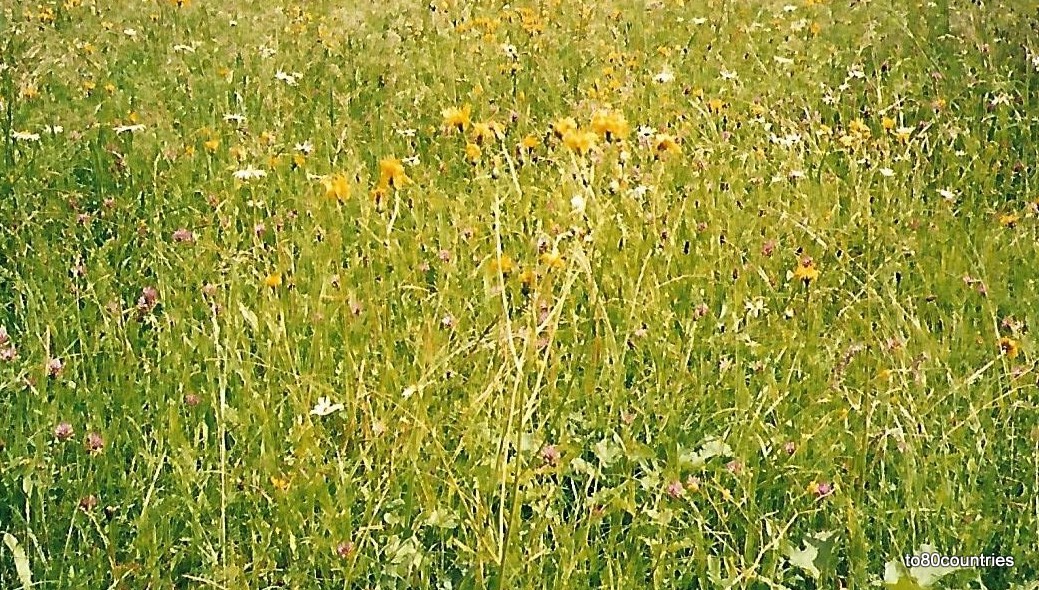 Wiesen am Enns-Raweg