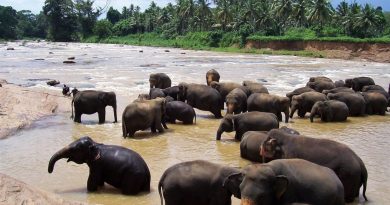 Ceylon – eine klassische Rundreise mit Chauffeur